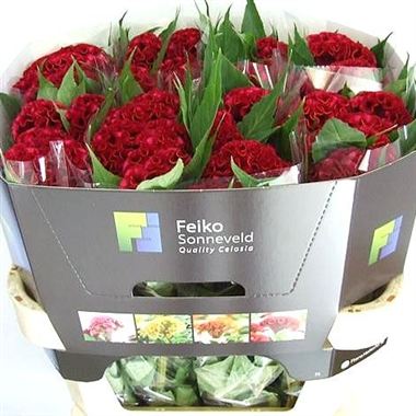 Celosia cr. act dara