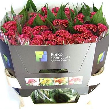 Celosia cr act rima