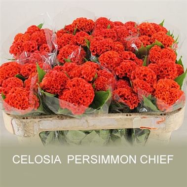 Celosia Persimmon Chief