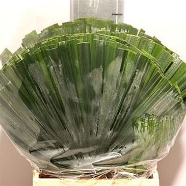 Chamaerops Large 50cm (10 stems)