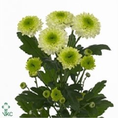 CHRYSANT SPR. FURORE