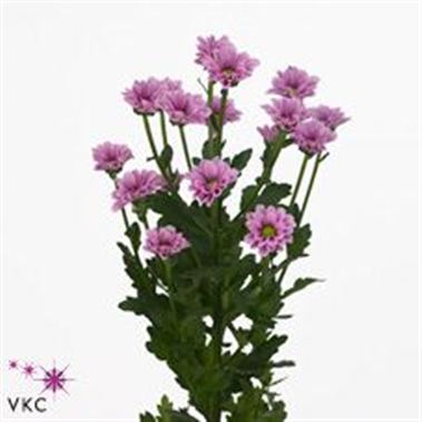 Chrysant san. spoky