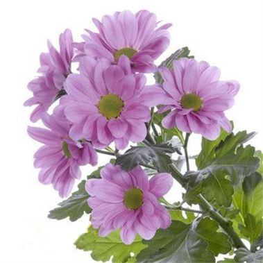 Chrysant spr. amadea