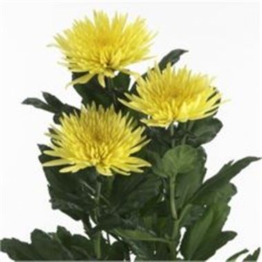 CHRYSANT SGL. anastasia sunny