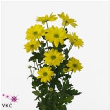 Chrysant spr. bacardi sunny