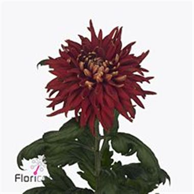 Chrysant sgl. rosetta