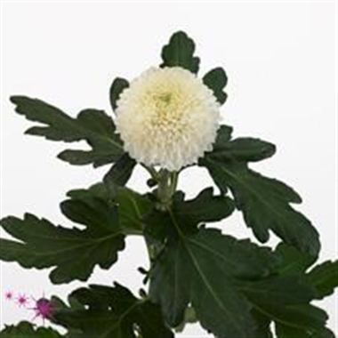 Chrysant sgl. boula