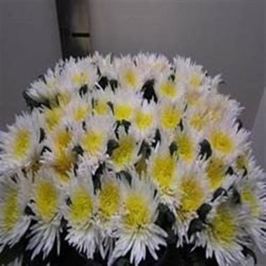 Anastasia Bull's Eye Yellow