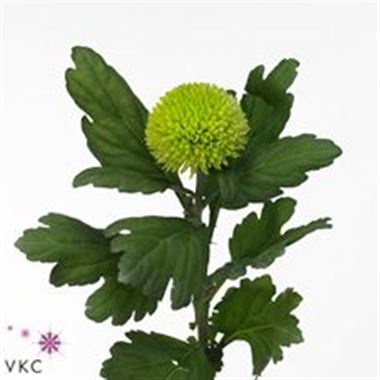 Chrysant sgl. Balloon