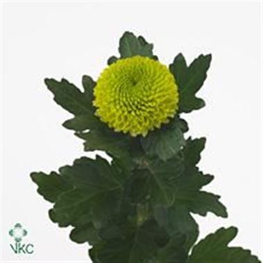 Chrysant SGL. Chironne