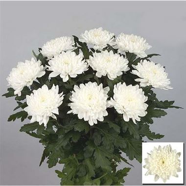Chrysant sgl. Gagarin
