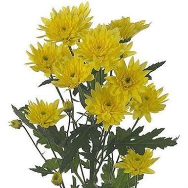 CHRYSANT SPR. EURO SUNNY
