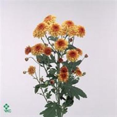 Chrysant san. deliflame