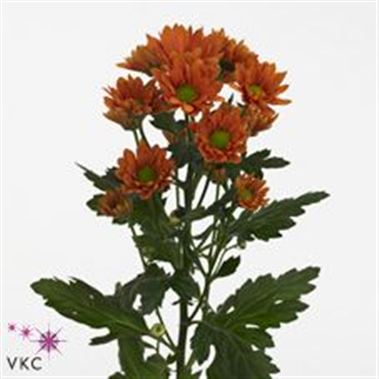 Chrysant san. Harley