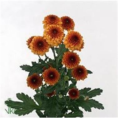 Chrysant san. Lexy