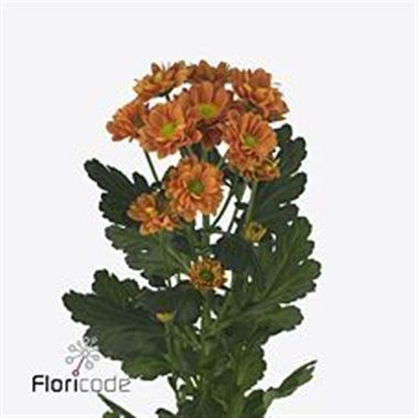 Chrysant san. Marinde