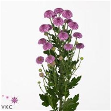 Chrysant san. pinkyrock