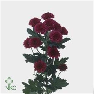 Chrysant san. Quinty