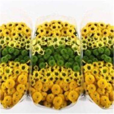 Chrysant san. Sunny Mix