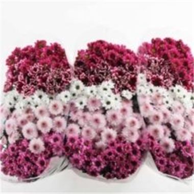 Chrysant san. Sweet Mix