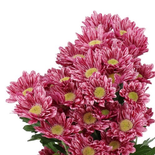 CHRYSANT SPR. SERENITY