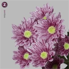 CHRYSANT SPR. SERENITY