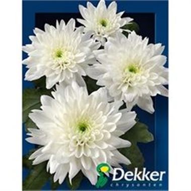 CHRYSANT SPR. euro white
