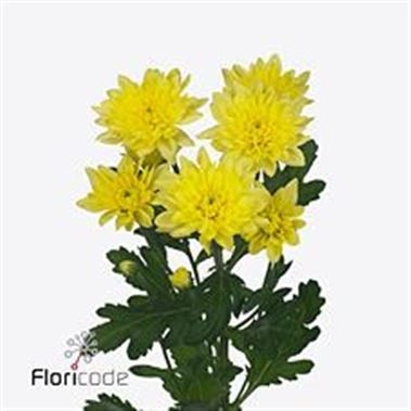 Chrysant spr. Zehnya Sunny
