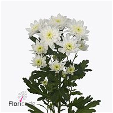 Chrysant spr. Zehnya