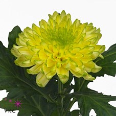 CHRYSANT SGL. ZEMBLA BRASIL