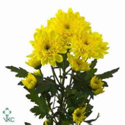 CHRYSANT SPR. ZEMBLA SUNNY