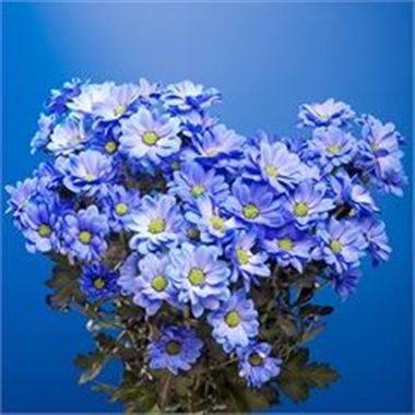 Chrysant spr. Reagan Dyed Blue