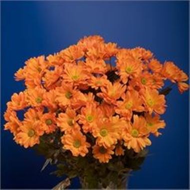 Chrysant spr. Reagan Dyed Orange