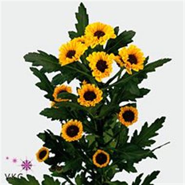 CHRYSANT SAN. tedcha improved
