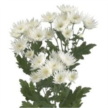 CHRYSANT SPR. anastasia white