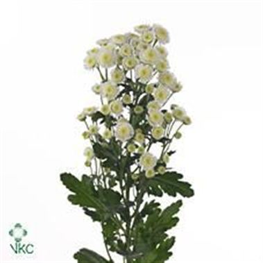 CHRYSANT SPR. stallion white