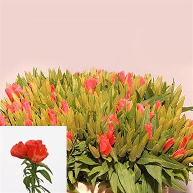 Godetia Clarkia Grace Salmon