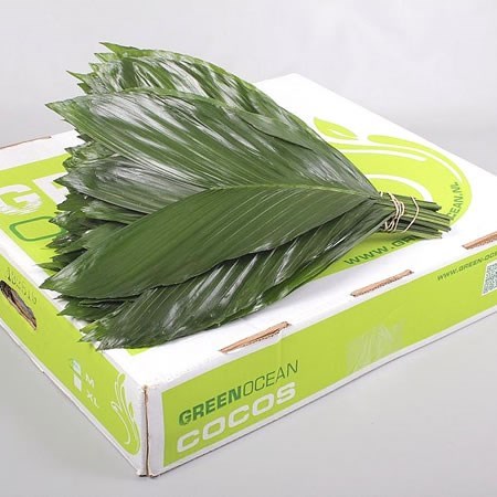 Cocos Palm Medium