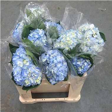 Hydrangea Colombian Blue