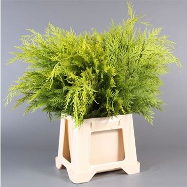 Conifer - Green