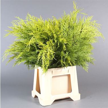 Conifer - Pale Green