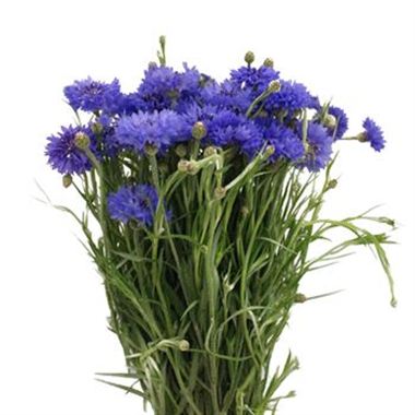 Cornflowers Cyanus