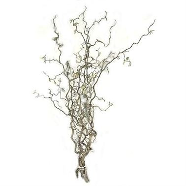 Corylus Contorta