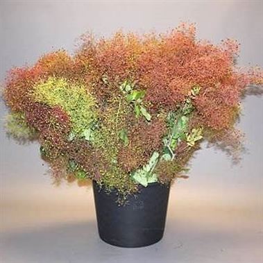 Cotinus