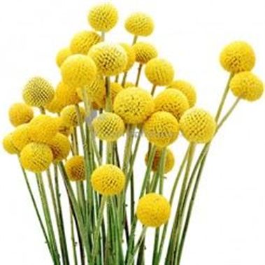 Craspedia Yellow (Natural)