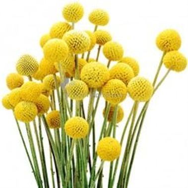 Craspedia Yellow (natural)