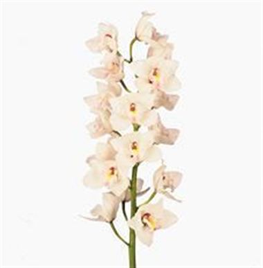 Cymbidium Orchid dos pueblos