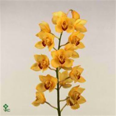 Cymbidium Orchid Golden Fleece