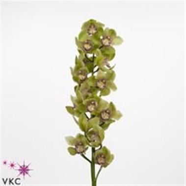 Cymbidium Orchid Mystery Green Light