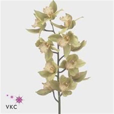 Cymbidium Orchid Nadine